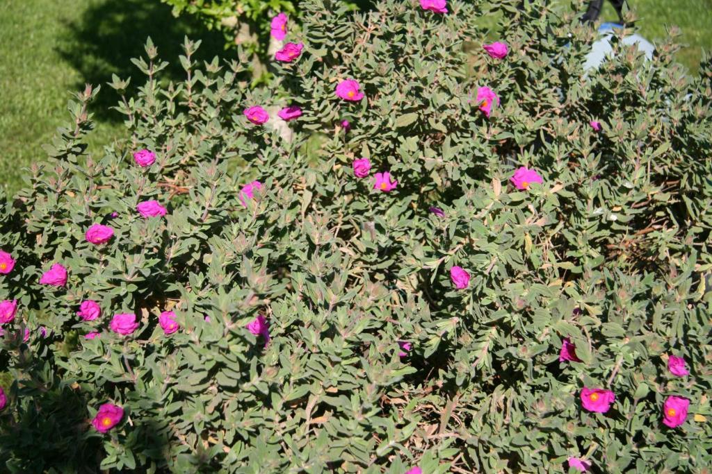 Les Hibiscus Bed and Breakfast Maisons-Laffitte Exteriör bild